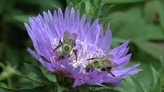 Bees and Stokes' Aster (Stokesia laevis).