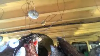 201308 Carolina Beach, NC Deep sea fishing