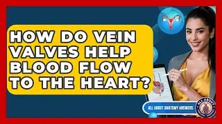 How Do Vein Valves Help Blood Flow To The Heart? - All About Anatomy Answers