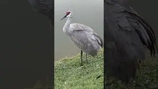 Sandhill Crane picks his bottom&hellip;  feels good