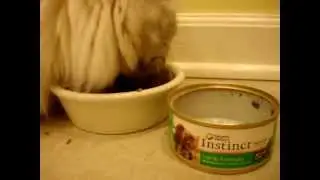 Natures Variety Instinct Canned Cat Food Lamb - ねこ - ラグドール - Floppycats