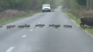 Wild Boar Herd Rushing Across the Road From One Side to Another