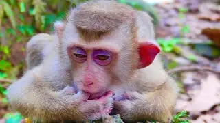 Lovely baby monkey so cute With mom monkey so cute #babymonkey 