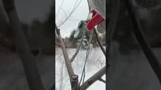 PRUNING APPLE TREE IN SPRING #appletree #pruning #garden