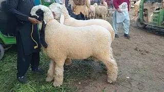 Lahore Mandi update kajle chhatre desi chhatre dumbbe Qurbani 2026 Mundra chhatre Sajjad Lahori shoq