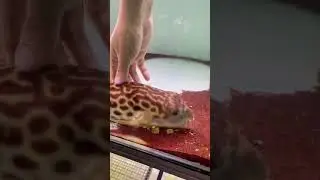 You eat yours, I touch mine 😄fish keeping diary R