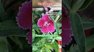 #beautiful #best #beauty #shortsviral #youtubeshorts #nature #youtuber #viralvideo #viral #subscribe