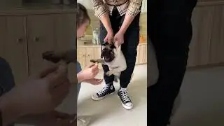 Pug Makes Silly Noises In Defiance