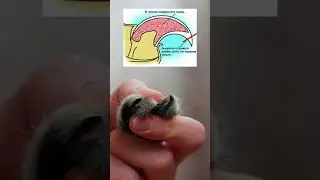Учимся стричь кошке когти за 30 секунд
