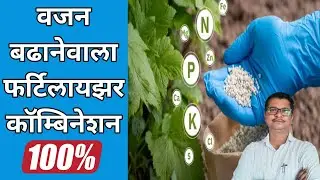 दो गुना वजन बढानेवाला कॅाम्बिनेशन । Fertilizer