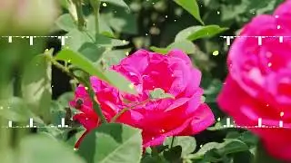 The light scent of flowers floats in the wind, the music of nature awakens gentle emotions