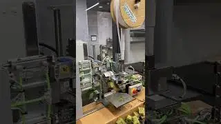 How does a machine graft tomatoes? #tomato #plantscience #grafting