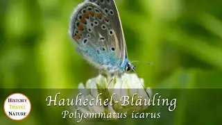Moths and Butterflies - Common Blue (Polyommatus icarus)
