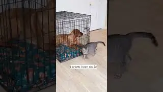 cat helps dog friend to escape cage #shorts #amusinganimals #cat #funnypetsmoments #funny #cute