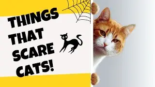 The Mysterious World of Feline Fears: Things That Scare Cats