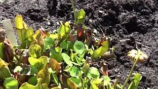 Sarracenia purpurea L. (&scaron;pirlice nachov&aacute;)