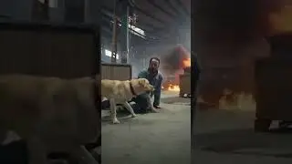 Toby saves man| OMG  #dogshorts #animalshorts #animalshorts