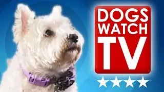 Dogs Watching TV