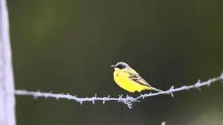 Birds of Norway - Yellow Wagtail (Motacilla flava thunbergii)