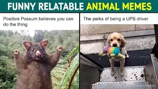 50 Funny And Relatable Animal Memes To Instantly Brighten Your Day || Comedy Club 1987.