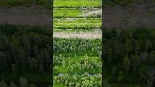 Flight Over Trees &ndash; Aerial Nature View