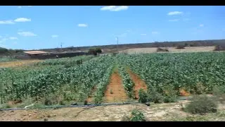 1 HECTARE DE MILHO IRRIGADO NO GOTEJO - NORDESTE