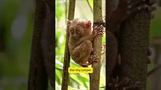 Amazing Tarsier Facts! Tiny Primate with Huge Eyes 🐒✨