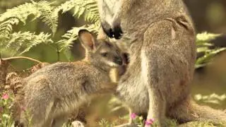 Aussie Icons: Roar Media Group Final video of 2015
