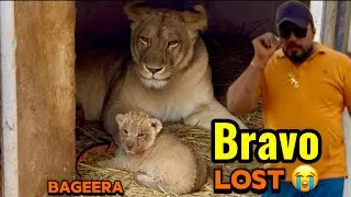 Bravo kaha chala gaya😭sultan nay bite kar di 😱(mian saqib)