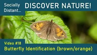 Butterfly Identification - brown/orange species - Discover Nature #18