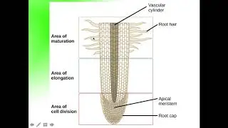 Botany Explained. Secondary school biology material.