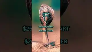 5 of the Most Expensive Liquids on Earth