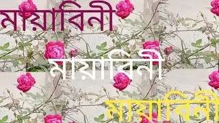 মায়াবিনী Part 22#Mayabini new #Assamese Zubeen  new video #Zubeen with some top#Bubul Saikia blog 