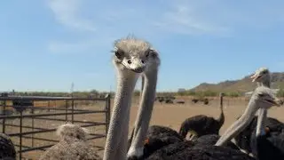 Feathers, Fins and Fur at Rooster Cogburn Ostrich Ranch