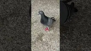 Missing feet :( #shorts #sad #birds #bird #pigeon #birdslover #birdwatching