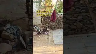 Mischief Monkey's 😵&zwj;💫