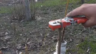 %100 herkes yapabilir. Meyve aşısı nasıl yapılır. çok basit