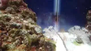 How To Remove Red Slime Algae/Cyanobacteria Part 1