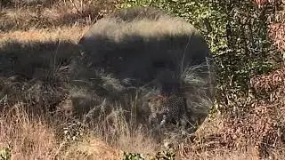 Rhinos and Leopard at Welvevonden Game reserve