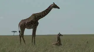 Giraffes: The Towering Giants of the Savannah | Creature Chronicles |