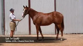 Lot 14 - Splintex (AUS) / Classical Snow (AUS)