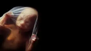 Sanctity of Life