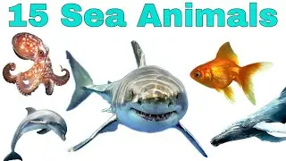 Sea Animals Names in English and Hindi | Learn Ocean Animals for Kids