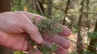 Hemlocks - Weekly Word Outdoor Adventures with Pastor Tazz for Feb 8, 2024