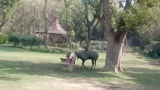 Indian Black Antelope population growing in Sanjayvan protected forest, New Delhi