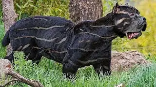 8 Rarest Dog Breeds in the World 😱😱😱