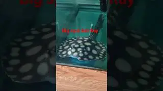 bat ray big spot #aquarium #stingray #stingrays