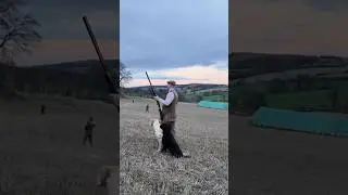 Driven Pheasant Shooting with Labrador Retriever Gundogs #dog