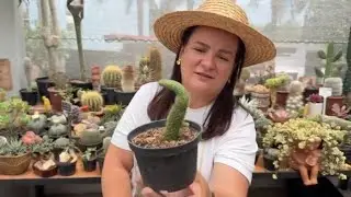 PEDIDO DE SUCULENTAS DA ANTONIA