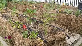 Straw Bale garden versus Marsh Hay - lessons learned
